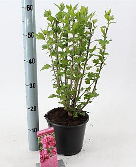 Hibiscus syr. 'Duc de Brabant' Pot 3 Liter 40 - 50 cm