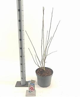 Hibiscus syr. Flower Tower Purple Pot 5 Liter 60 - 70 cm