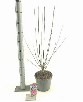 Hibiscus syr. Flower Tower Ruby Pot 5 Liter 60 - 70 cm