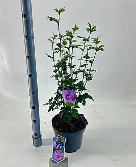 Hibiscus syr. Lavender Chiffon Pot 5 Liter 60 - 70 cm