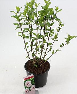 Hibiscus syr. 'Leopoldii' Pot 3 Liter 40 - 50 cm