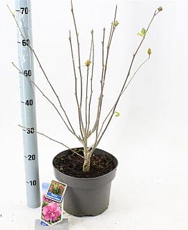 Hibiscus syr. Magenta Chiffon Pot 5 Liter 60 - 70 cm