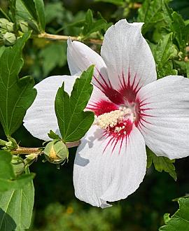 Hibiscus syr. 'Mathilde' Pot 20 Liter 80 - 100 cm
