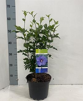 Hibiscus syr. 'Oiseau Bleu' Pot 3 Liter 40 - 50 cm