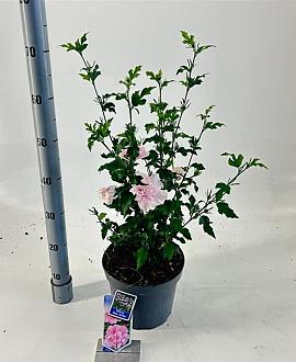Hibiscus syr. Pink Chiffon Pot 5 Liter 60 - 70 cm