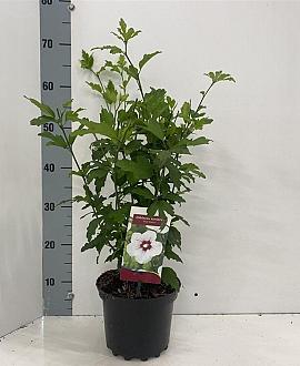 Hibiscus syr. 'Red Heart' Pot 3 Liter 40 - 50 cm