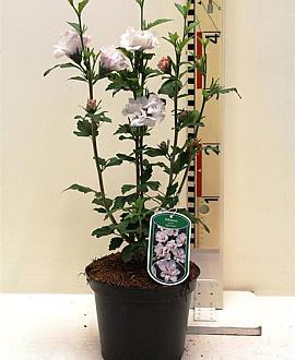Hibiscus syr. 'Speciosus' Pot 3 Liter 40 - 50 cm
