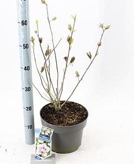 Hibiscus syr. Starburst Chiffon Pot 5 Liter 60 - 70 cm