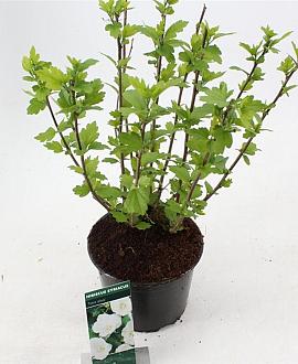 Hibiscus syr. 'Totus Albus' Pot 3 Liter 40 - 50 cm