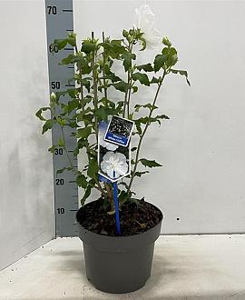 Hibiscus syr. White Chiffon Pot 5 Liter 60 - 70 cm