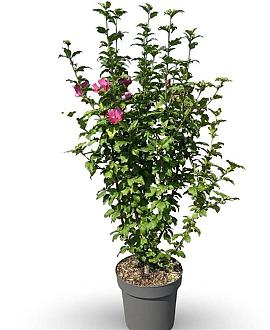 Hibiscus syr. 'Woodbridge' Pot 3 Liter 40 - 50 cm