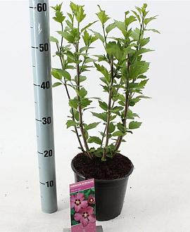 Hibiscus syr. 'Woodbridge' Pot 3 Liter 40 - 50 cm