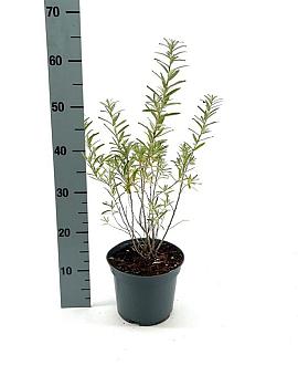 Hippophae rhamnoides Pot 3 Liter 40 - 50 cm