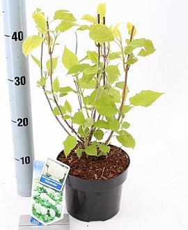 Hydrangea a. 'Annabelle' Pot 2 Liter 20 - 30 cm