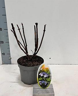 Hydrangea m. 'Blaumeise' Pot 2 Liter 20 - 30 cm