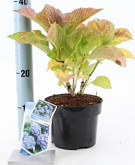 Hydrangea m. 'Bodensee' Pot 2 Liter 20 - 30 cm