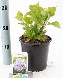 Hydrangea m. 'Bouquet Rose' Pot 2 Liter 20 - 30 cm