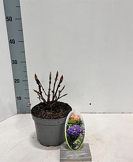 Hydrangea m. 'Renate Steiniger' Pot 2 Liter 20 - 30 cm
