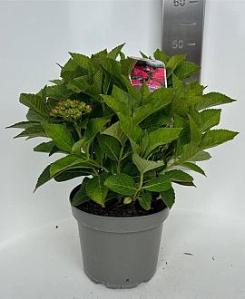 Hydrangea m. Royal Red Pot 5 Liter 40 - 50 cm