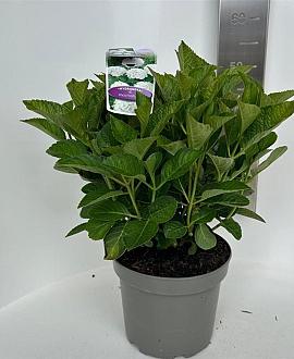 Hydrangea m. Saxon Bright White Pot 5 Liter 40 - 50 cm