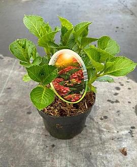 Hydrangea m. 'Sibilla' Pot 2 Liter 20 - 30 cm