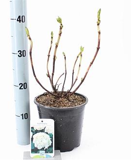 Hydrangea m. 'Soeur Thérèse' Pot 2 Liter 20 - 30 cm