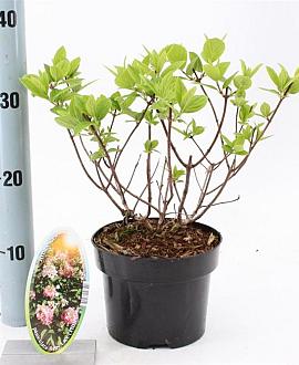 Hydrangea pan. Baby Lace Pot 2 Liter30 - 40 cm