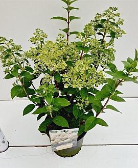 Hydrangea pan. Bobo Pot 3 Liter 30 - 40 cm