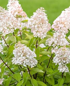 Hydrangea pan. Candlelight Pot 20 Liter 100 - 125 cm