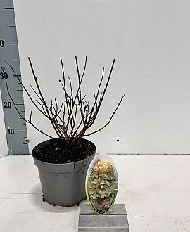 Hydrangea pan. Confetti Pot 2 Liter30 - 40 cm