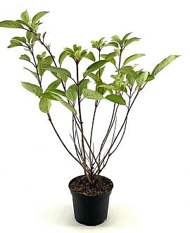 Hydrangea pan. 'Dharuma' Pot 3 Liter 40 - 50 cm