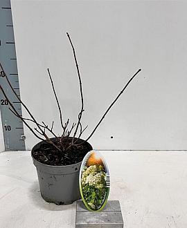 Hydrangea pan. 'Grandiflora' Pot 2 Liter 20 - 30 cm