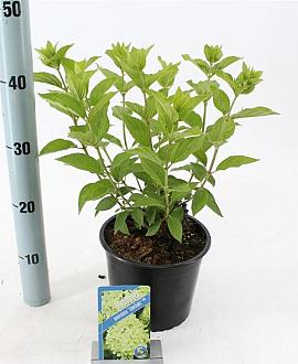 Hydrangea pan. 'Limelight' Pot 2 Liter 20 - 30 cm