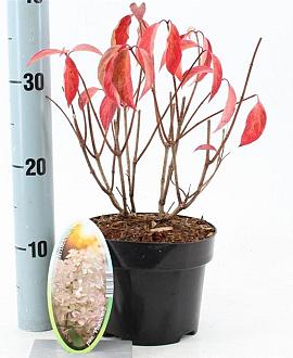 Hydrangea pan. 'Phantom' Pot 2 Liter30 - 40 cm