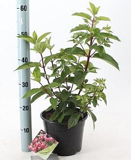 Hydrangea pan. Pinky Winky Pot 2 liter 25-30cm