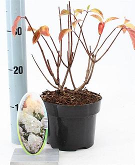 Hydrangea pan. 'Silver Dollar' Pot 2 liter 25-30cm