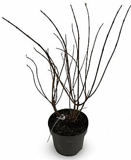 Hydrangea pan. Sundae Fraise Pot 4 Liter 40 - 60 cm