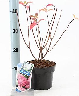 Hydrangea pan. Vanille-Fraise Pot 2 liter 25-30cm