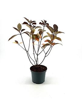 Hydrangea pan. 'Wim's Red' Pot 3 Liter 40 - 50 cm