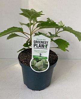 Hydrangea querc. 'Harmony' Pot 3 Liter 30 - 40 cm