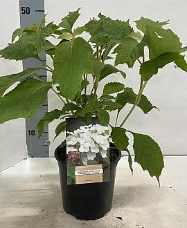 Hydrangea querc. Snow Queen Pot 2 Liter30 - 40 cm