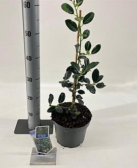 Ilex aq. 'J.C. van Tol' Pot 3 Liter 40 - 60 cm