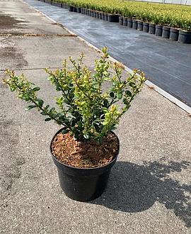 Ilex crenata 'Caroline Upright' Pot 2 Liter 20 - 30 cm