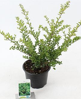 Ilex crenata 'Convexa' Pot 2 Liter 20 - 30 cm