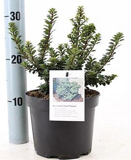 Ilex crenata 'Dwarf Pagoda' Pot 2 Liter 10 - 20 cm