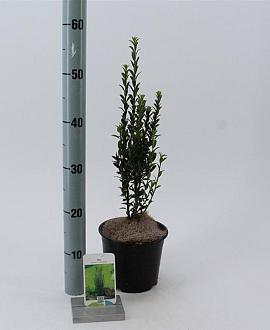 Ilex crenata 'Fastigiata' Pot 2 Liter40 - 50 cm