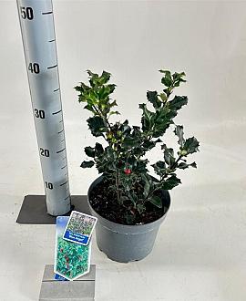 Ilex meserv. 'Blue Angel' Pot 3 Liter 30 - 40 cm