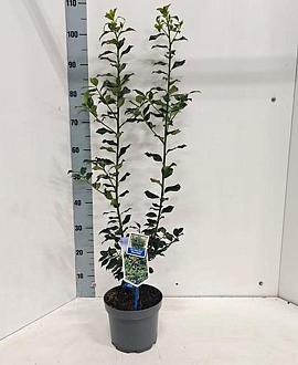 Ilex meserv. Blue Maid Pot 3 Liter 50 - 60 cm