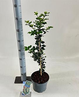 Ilex meserv. 'Blue Princess' Pot 3 Liter 30 - 40 cm