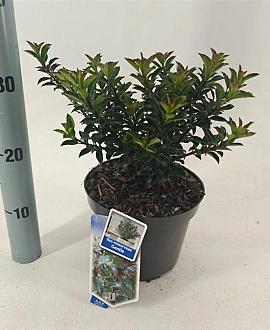 Ilex meserv. Gentle Pot 3 liter 25-30cm